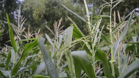 View of corn plants with corn flowers 스톡 동영상 231239800