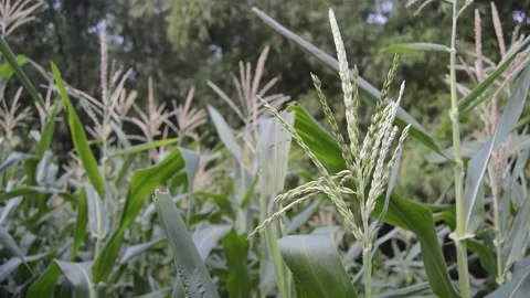 View of corn plants with corn flowers 스톡 동영상 231239801