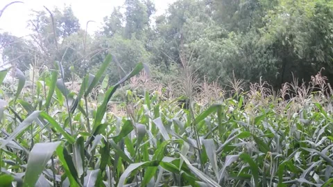 View of corn plants in the garden 库存影片 258417744