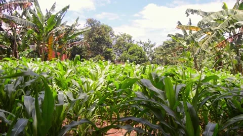 View of corn plants in the garden 스톡 동영상 290856170