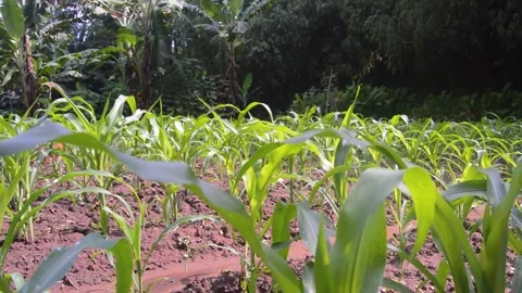 View of corn plants in the garden 스톡 동영상 290857201