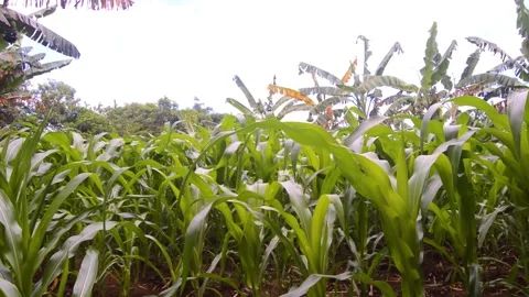 View of corn plants in the garden 스톡 동영상 290857572