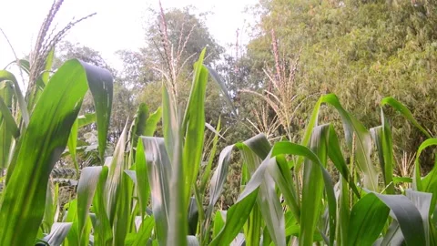 View of corn plants in the garden 스톡 동영상 290858297
