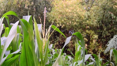 View of corn plants in the garden 스톡 동영상 290859544