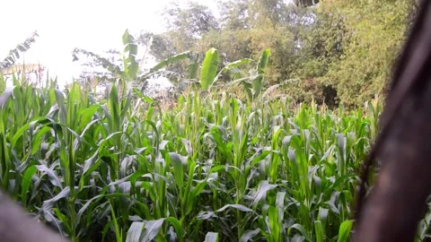 View of corn plants in the garden 스톡 동영상 290859581