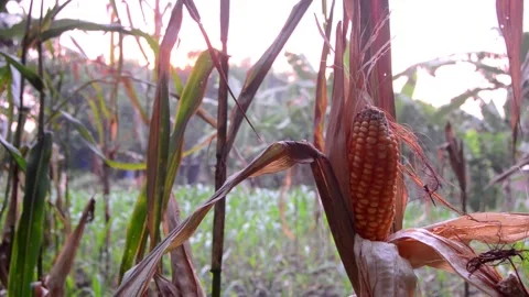 View of corn ready to harvest in the garden 스톡 동영상 290928737