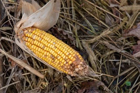 View of a corncob, outdoor Stock Photos