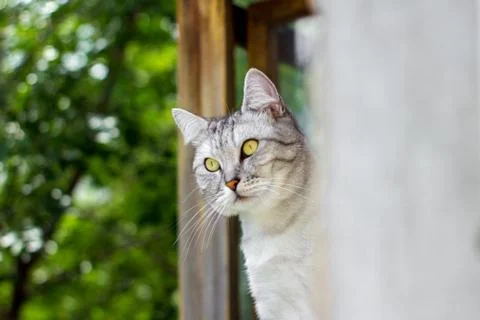 View from the corner: gray cat sitting on green leaves bokeh blurred background Stock Photos