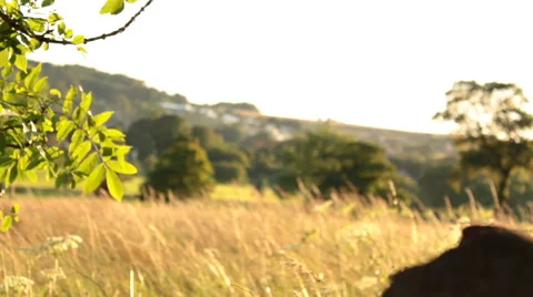 View on a Cornfield during the Golden Hour Stock Footage 52575396