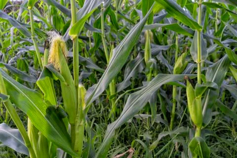 View of a cornfield with an ear of corn Stock Photos