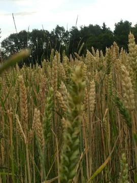 View in a CORNFIELD in JUNE Stock Photos