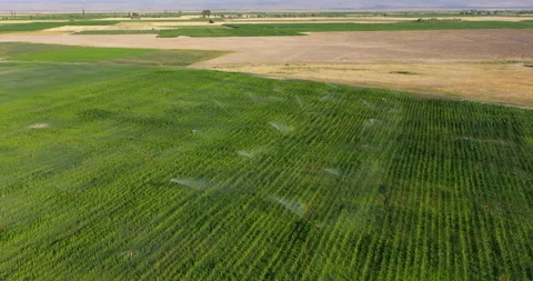 View on cornfield with sprinkler irrigation with drone Video stock 160017730