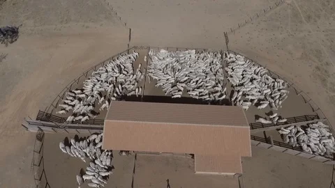 View with corral drone with many cattle heads Stock Footage 129451694