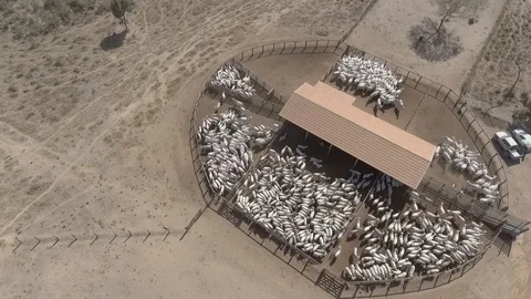 View with corral drone with many cattle heads Stock Footage 129451859