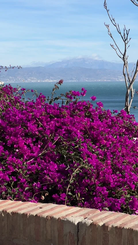 View of Costa del Sol from above with bougainvillea flowers in front. Vertical Stock Footage 240920395