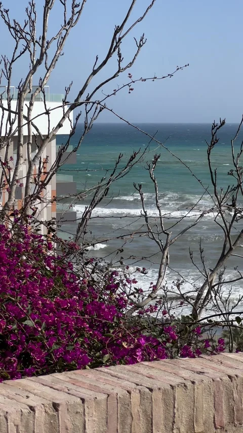 View of Costa del Sol from above with red violet bougainvillea flowers in front Stock Footage 240921809