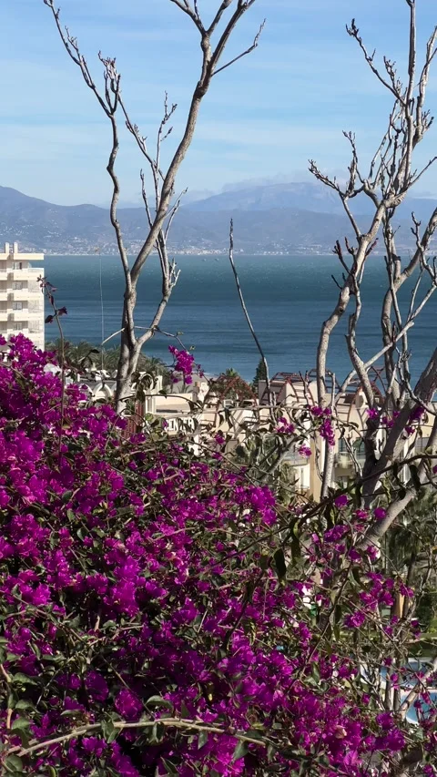 View of Costa del Sol with bougainvillea flowers in front. Vertical video Stock Footage 240920441
