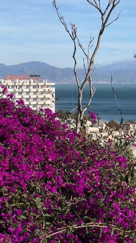 View of Costa del Sol with red violet bougainvillea flowers in front. Vertical Stock Footage 240920394