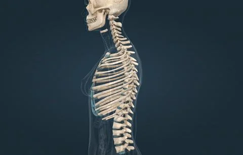 View of the costochondral joints on the skeleton Stock Illustration
