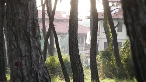 View Of The Cottages Through The Trunks Of Pine Trees Stock Footage 195980487