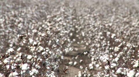 View of a Cotton Fields Ready to Harvest Stock Footage 54712944