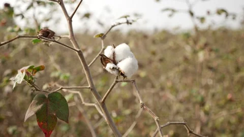 View of cotton flower shaking due to wind Video stock 147704385