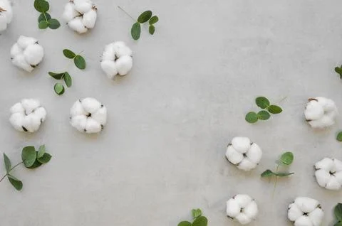 View cotton flowers frame Stock Photos