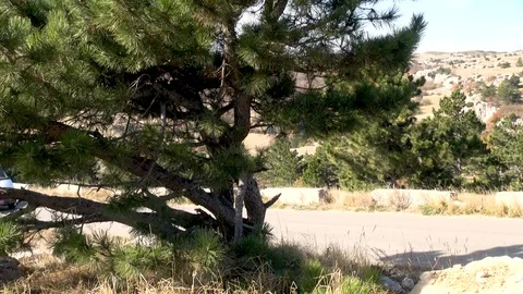 View of country road through low-growing branches of  Crimean pine. Video stock 106774817