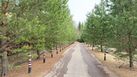 View of a country road with young pine trees on the sides outside the city  Stock Footage 305500161