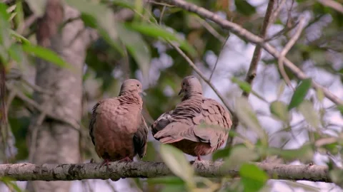 View of a couple of eared doves grooming themselves in the morning, over an a Stock Footage 305784461