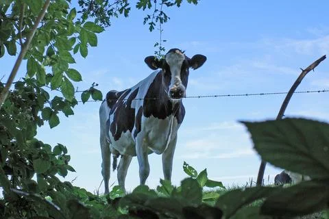 View on a cow from below Stock Photos