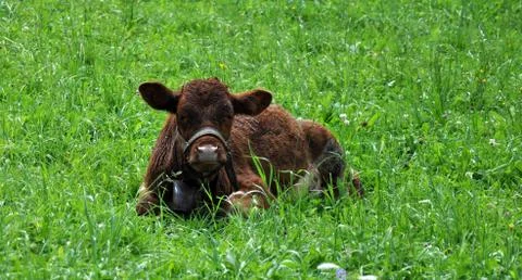 View of the cow in the grass Stock Photos