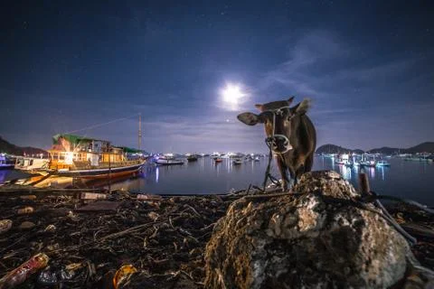View of a Cow in an Indonesian harbor during night Stock Photos