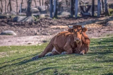 View of a cow lying on the green pasture on farm Stock Photos
