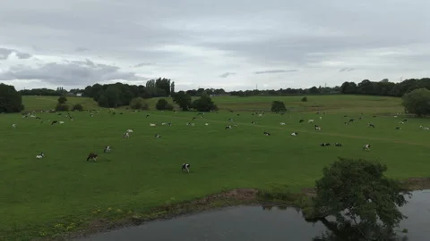 View of cows aproaching from a lake Stock Footage 311765167