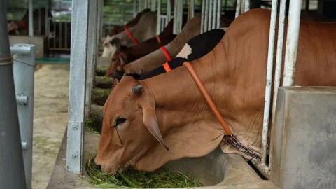 View of cows eating fodder in a stable in Bangladesh. Stock Footage 336414108