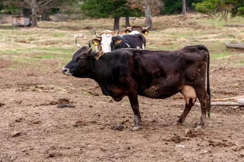 View on the cows on the field Stock Photos
