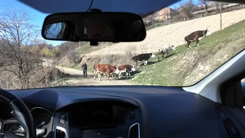 The view of the cows Stock Footage 325859424