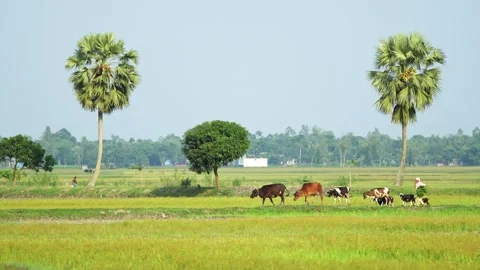 View of cows grazing in a green field in Bogura, Bangladesh. 스톡 동영상 334953819