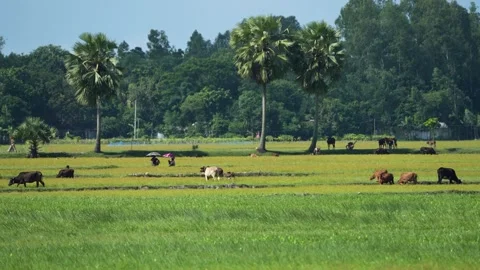 View of cows grazing in lush green fields with palm trees, Bangladesh. 스톡 동영상 334955258