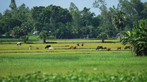 View of cows grazing in lush green fields with farmers, Bangladesh. Vídeo Stock 334956355