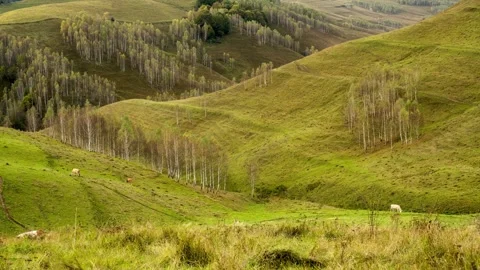 View of cows grazing on rolling green hills in Romania. Stock Footage 333527247