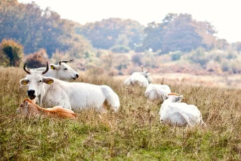 View of cows lying on grass at the meadow. Stock Photos
