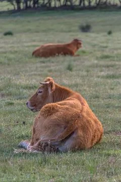 View of cows lying in grass pasture, beef cattle, spanish farmland Stock Photos