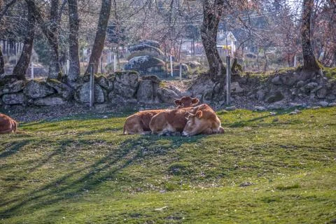 View of cows lying on the green pasture on farm Stock Photos