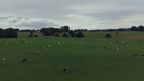 View of cows panning to the right Stock Footage 311765319