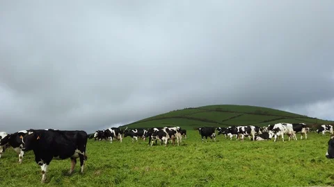 View of cows resting and eating on green meadow in Sao Miguel island, Azores 스톡 동영상 125275635