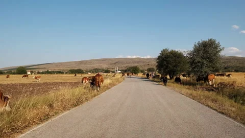 View of cows on road. 4K Footage in Turkey Stock Footage 234100830