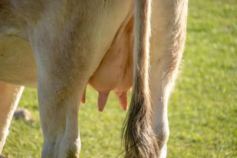 View of a cows udder from behind, full of milk. Concepts of milk production a Stock Photos