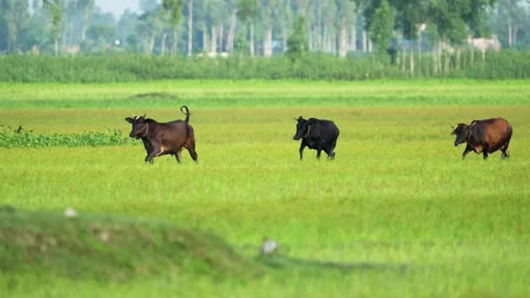 View of cows walking across a lush green field, Bangladesh. Video stock 334954002
